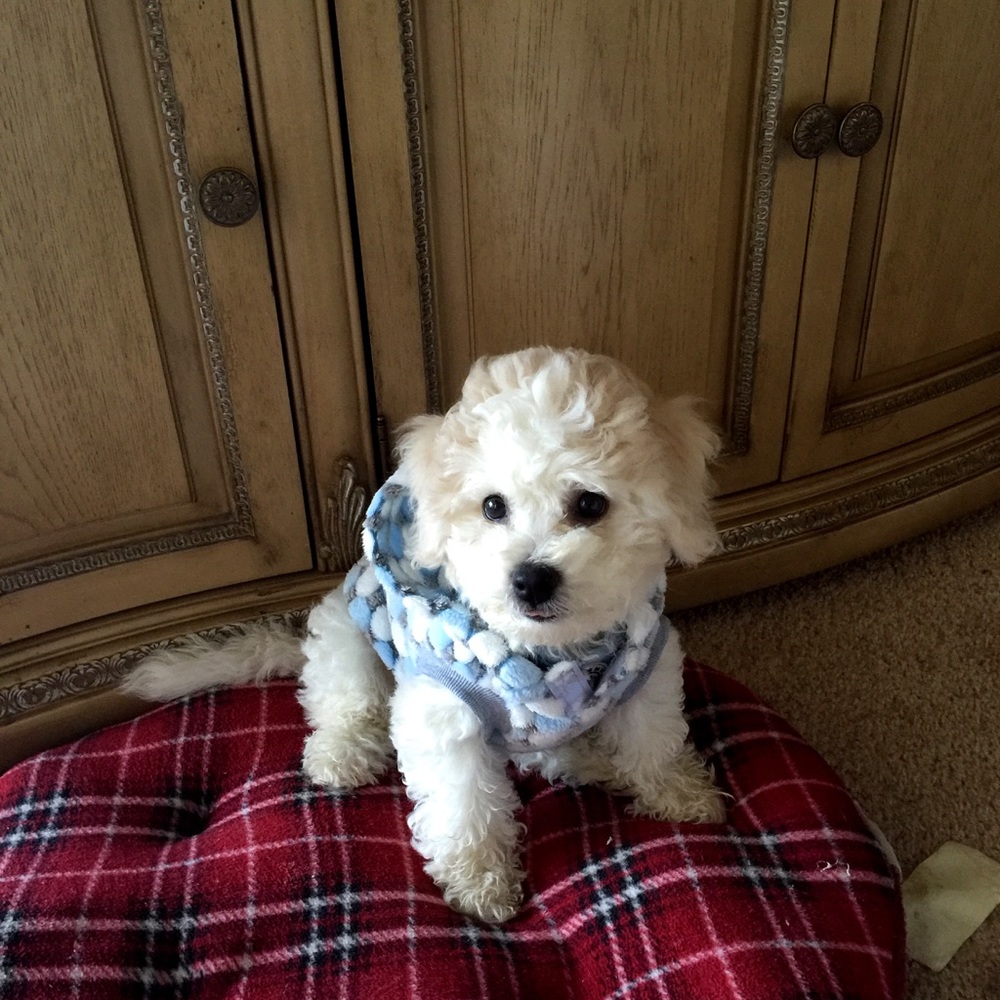 Meet your Posher, Marci